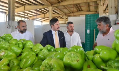 YENİŞEHİR BİBERİ’NİN DEĞERİ ARTIRILACAK