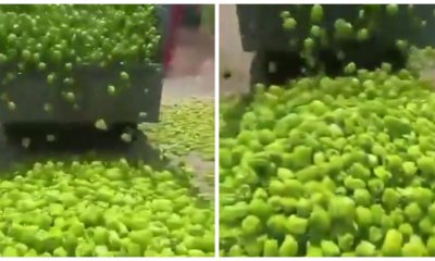 Bursa Yenişehir'de Ürettiği Bibere Alıcı Bulamayan Çiftçi Biberleri Döktü.